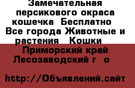 Замечательная персикового окраса кошечка. Бесплатно - Все города Животные и растения » Кошки   . Приморский край,Лесозаводский г. о. 